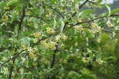 Elaeagnus parvifolia